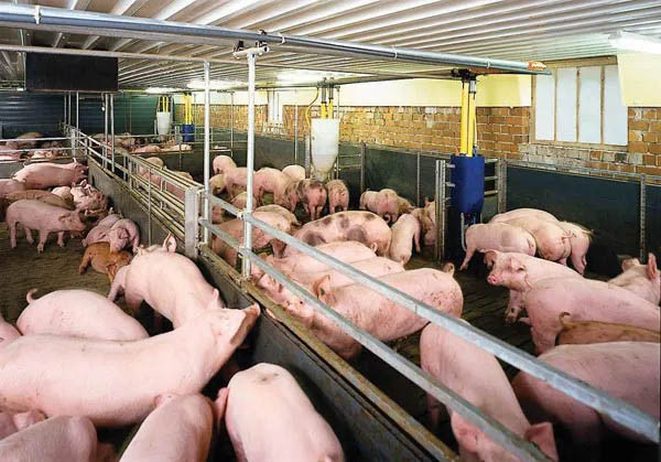 Trồng cây xanh quanh khu chăn nuôi để cải thiện môi trường sống