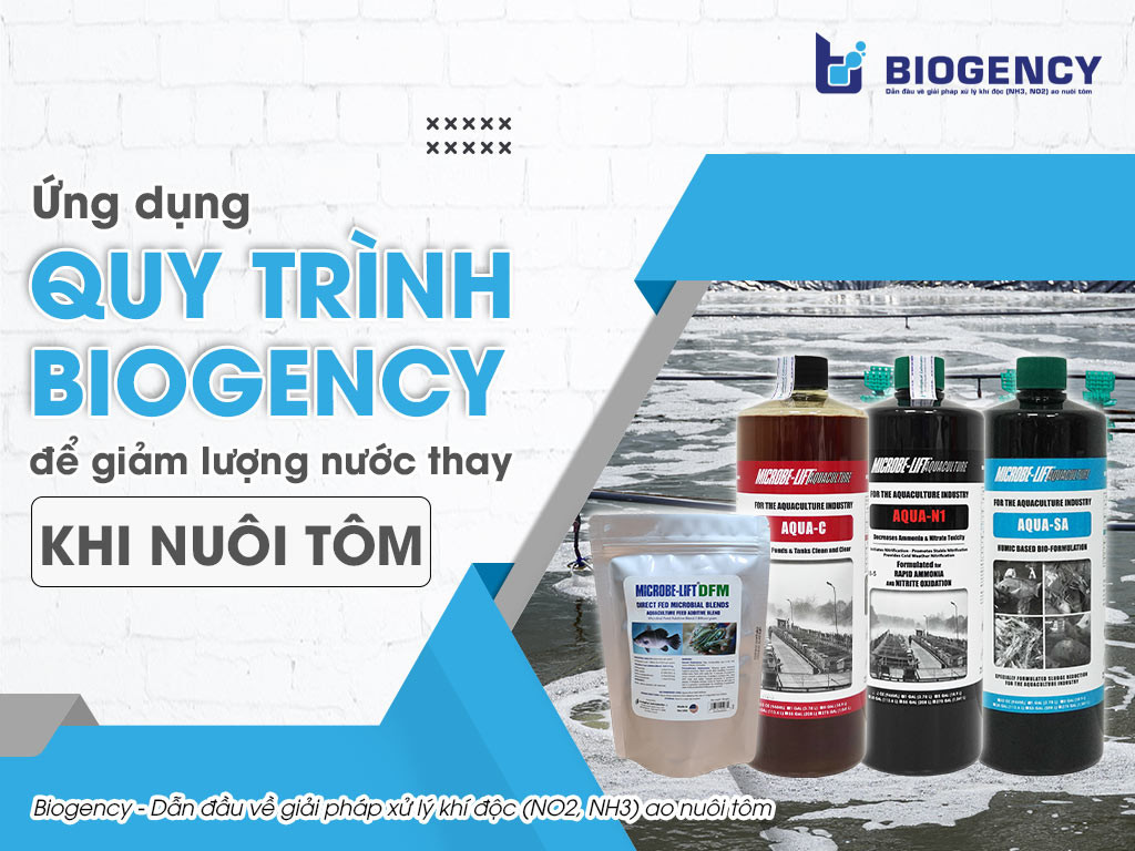 Hình ảnh nuôi tôm sinh thái kết hợp trồng rừng ngập mặn