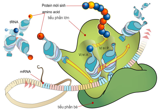 Các thành phần tham gia quá trình dịch mã - minh họa chi tiết các phân tử RNA và ribosome
