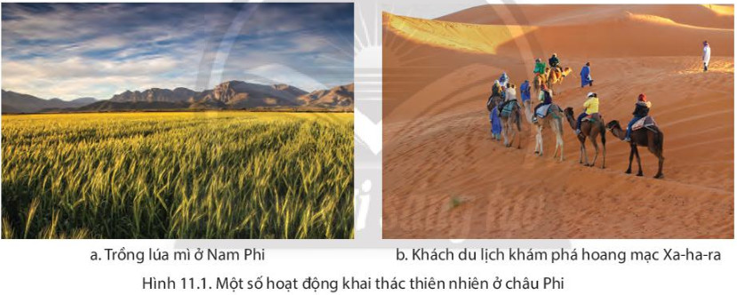 Khai thác tài nguyên rừng bền vững ở châu Phi