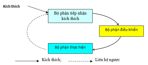 Mô phỏng cân bằng nội môi trong cơ thể người