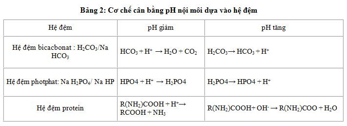 Cơ chế cân bằng pH nội môi nhờ hệ đệm