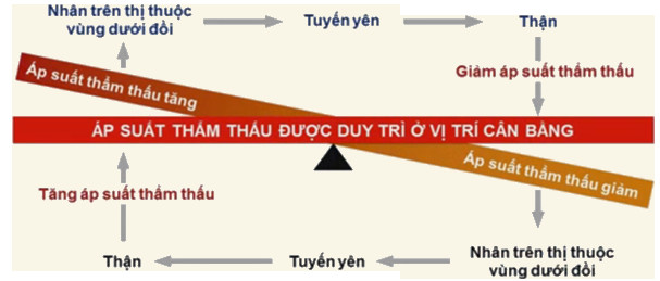 Cơ chế điều hòa áp suất thẩm thấu của thận