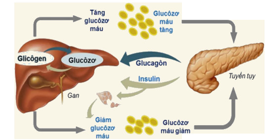 Gan điều hòa nồng độ glucose trong máu như thế nào?