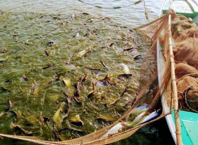 Nuôi trồng thủy sản bền vững