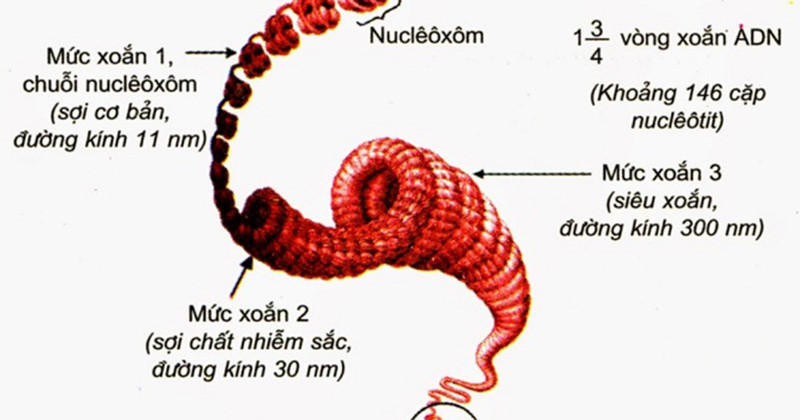 Hình ảnh minh họa cấu trúc siêu hiển vi của nhiễm sắc thể, từ sợi cơ bản đến nhiễm sắc thể hoàn chỉnh.
