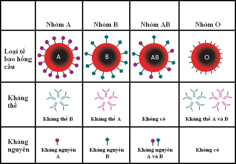 Sơ đồ di truyền nhóm máu ABO