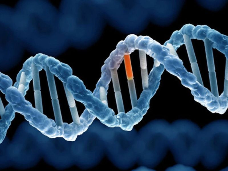 Hình ảnh mô tả cấu trúc DNA và vị trí đột biến gen