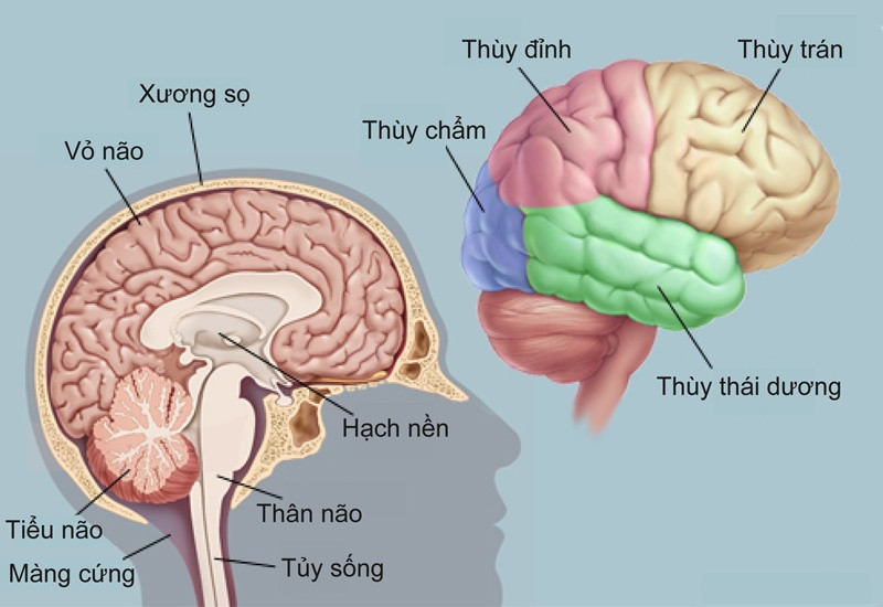 Cấu trúc tế bào - Thành phần chính và chức năng