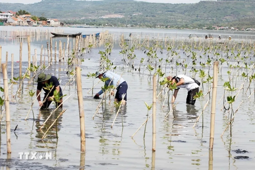 Ảnh minh họa về rừng ngập mặn ven biển, một biện pháp phòng chống thiên tai hiệu quả ở Đồng bằng sông Cửu Long.