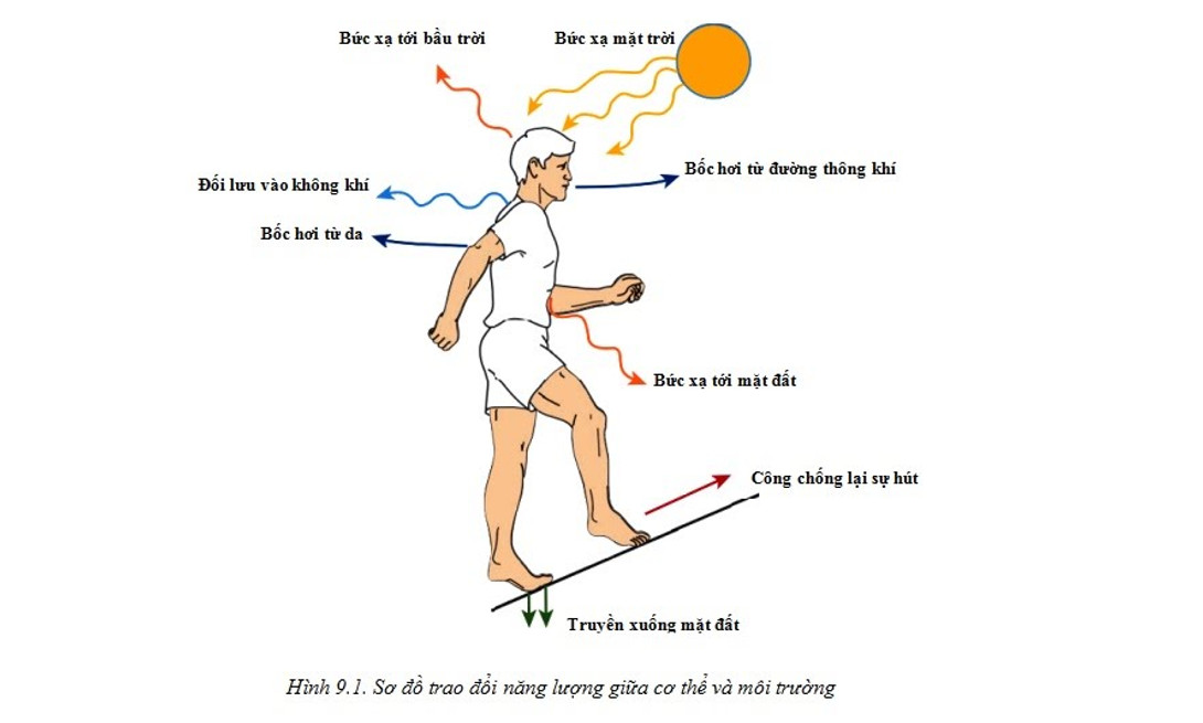 Cây xanh thực hiện quá trình trao đổi chất thông qua quang hợp, hấp thụ ánh sáng mặt trời và khí CO2 để tạo ra năng lượng
