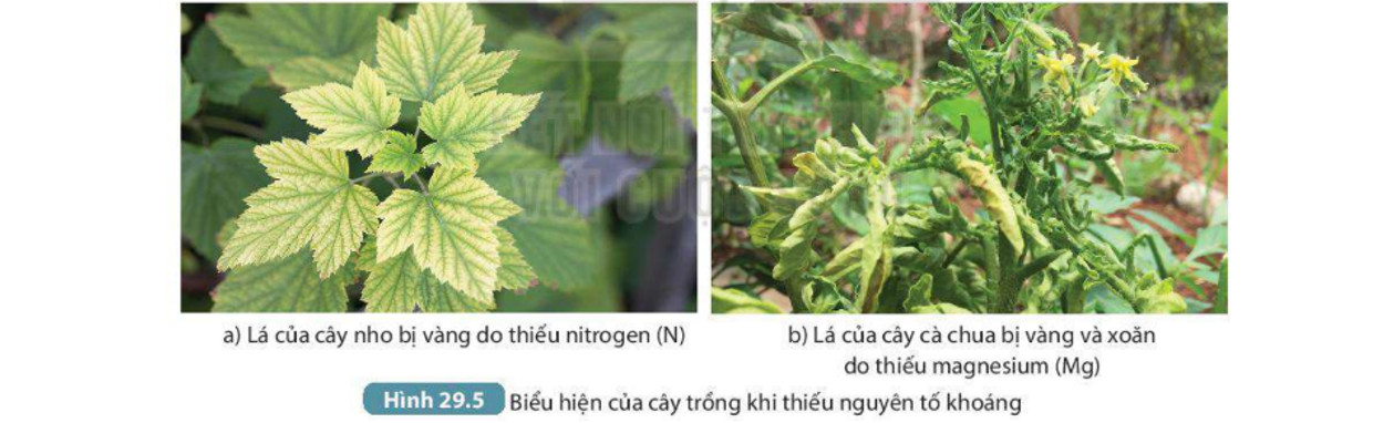 Lá cây bị thiếu chất