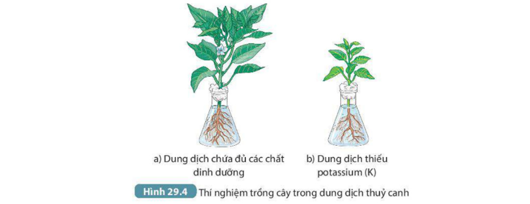 Thí nghiệm về chất dinh dưỡng