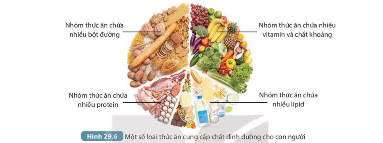 Thực phẩm cho động vật