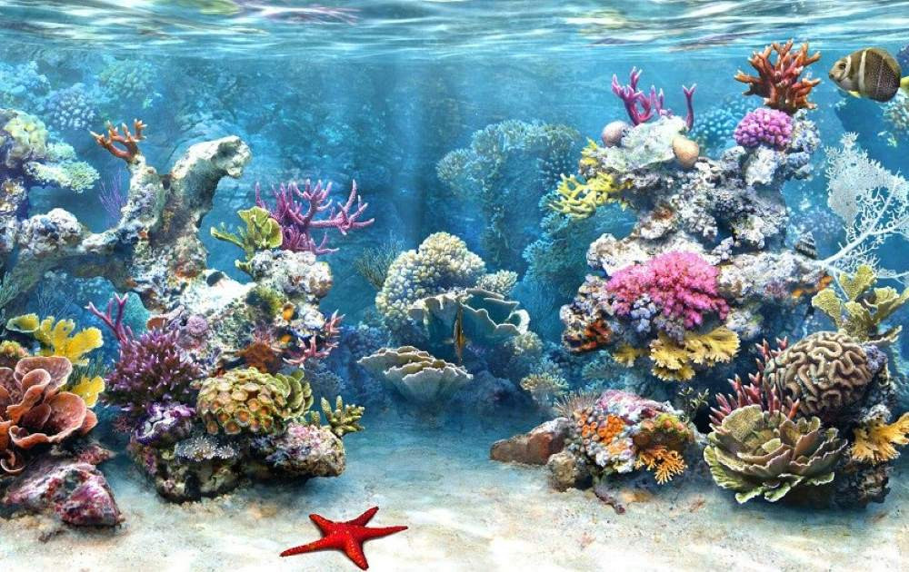 Vịnh Hạ Long sở hữu hệ sinh thái đa dạng bậc nhất, thu hút các nhà khoa học và du khách