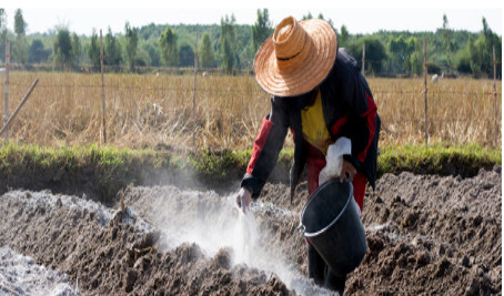 Ảnh minh họa về hệ sinh thái đa dạng trên đất mùn núi cao