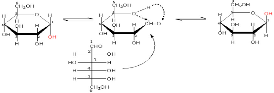 Hai dạng đồng phân vòng của glucozơ