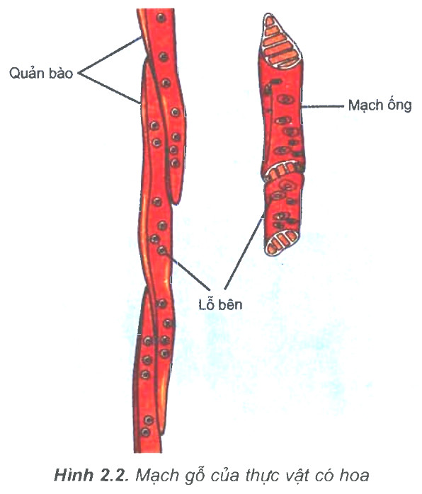 Hình thái tế bào mạch gỗ: Quản bào và mạch ống đóng vai trò quan trọng trong quá trình vận chuyển các chất dinh dưỡng trong cây