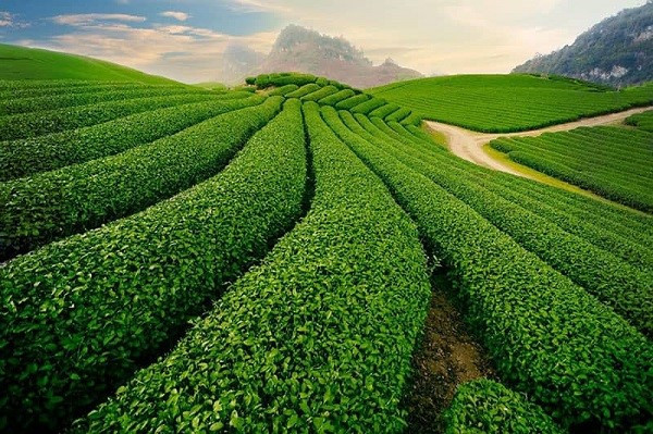Đất đỏ bazan Tây Nguyên màu mỡ, thích hợp trồng cà phê