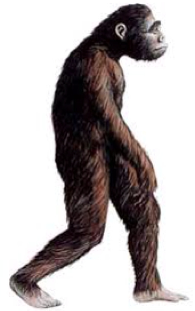 Hình ảnh Australopithecus, tổ tiên gần của loài người.