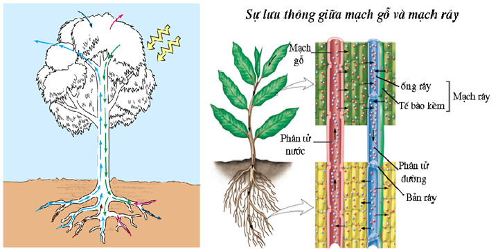 Sự tương tác giữa mạch gỗ và mạch rây trong quá trình vận chuyển các chất dinh dưỡng, đảm bảo sự sống của cây