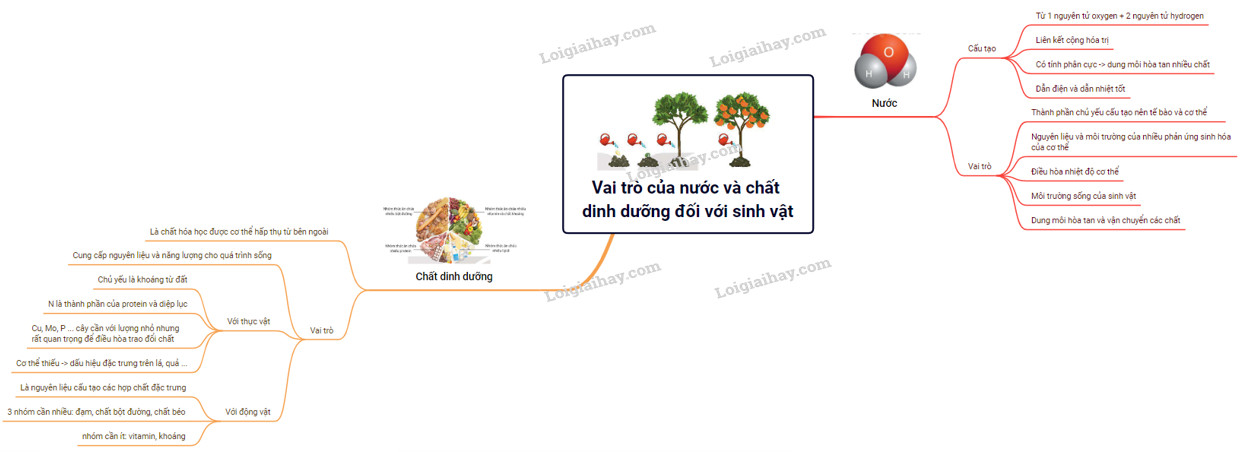 Sơ đồ tư duy về vai trò của nước và chất dinh dưỡng