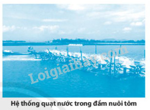 Quạt guồng trong đầm tôm