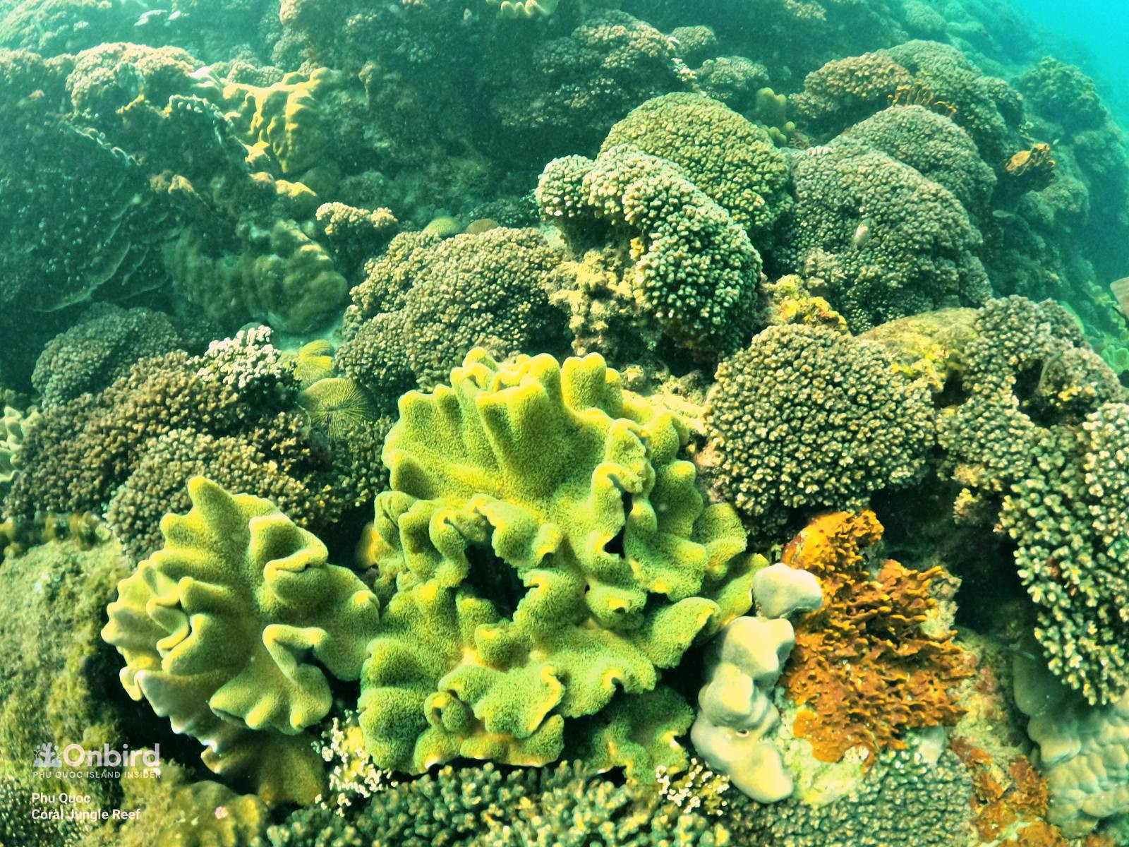 San hô cứng và san hô mềm sinh trưởng mạnh mẽ cạnh nhau tại rạn Coral Jungle Reef