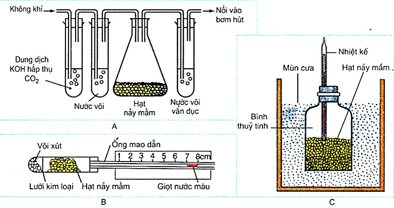 Thí nghiệm về hô hấp ở thực vật, cốc nước vôi trong, chuông thủy tinh, chứng minh CO2 thải ra