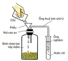 Hạt khô, giai đoạn hô hấp chậm ở thực vật, bảo quản năng lượng, trao đổi chất chậm chạp