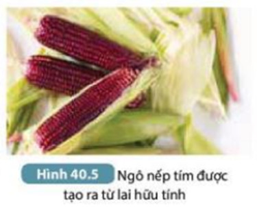 Ứng dụng sinh sản hữu tính trong lai tạo giống vật nuôi