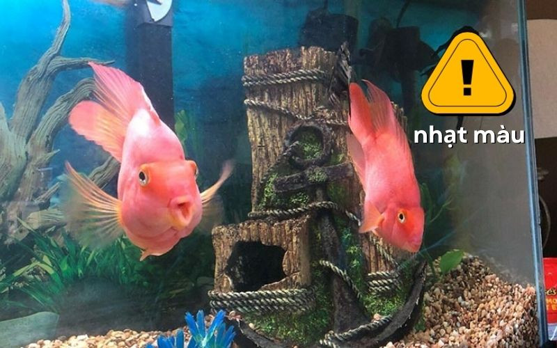 Dấu hiệu cá bị sốc nước- cá bị nhạt màu