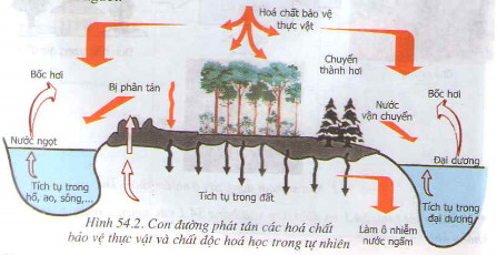 Sử dụng thuốc bảo vệ thực vật không đúng cách gây ô nhiễm môi trường và ảnh hưởng đến sức khỏe con người.