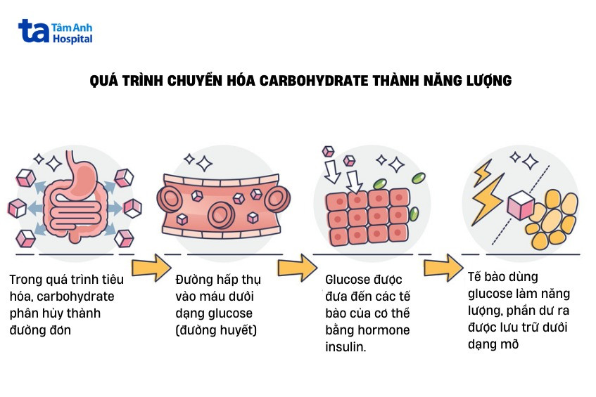 carbohydrate là cái gì