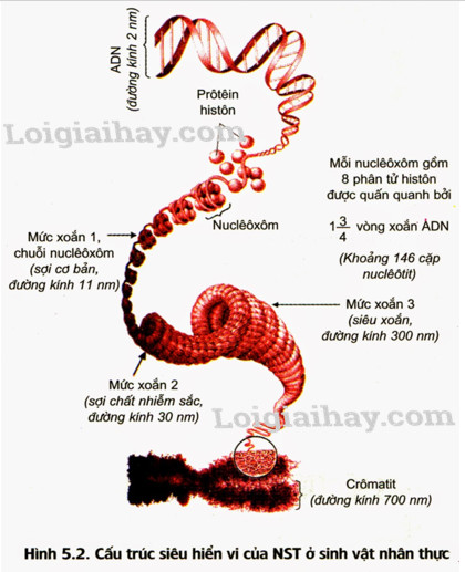 Cấu trúc siêu hiển vi của NST