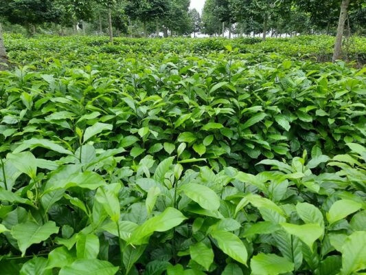 Bản đồ khí hậu Việt Nam thể hiện sự khác biệt giữa các vùng, Duyên hải Nam Trung Bộ và Tây Nguyên có những điểm tương đồng về mùa mưa và mùa khô