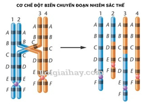 Đột biến chuyển đoạn