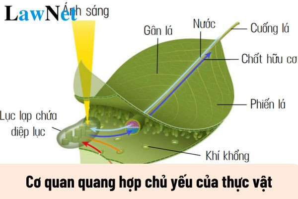 Lá cây chứa nhiều lục lạp với chất diệp lục quan trọng cho quá trình quang hợp