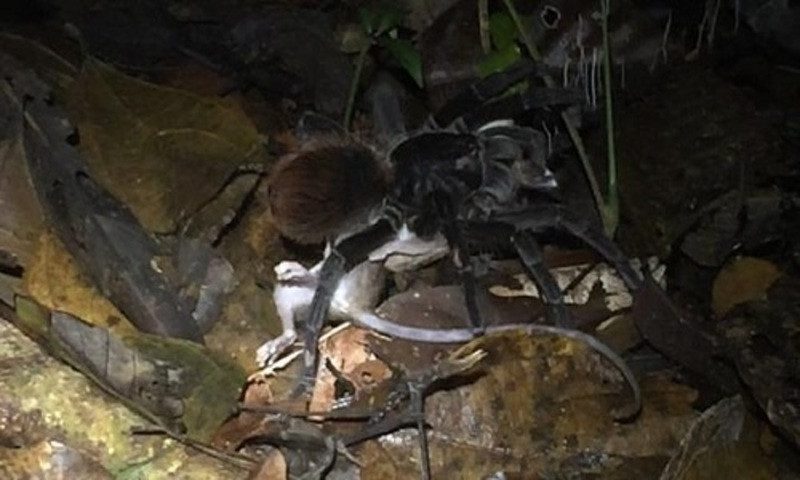 Nhện Tarantula