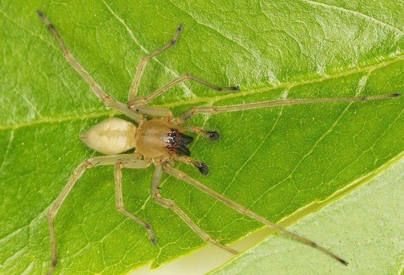 Nhện túi vàng