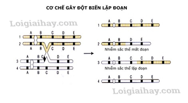 Đột biến lặp đoạn