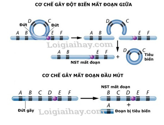 Đột biến mất đoạn