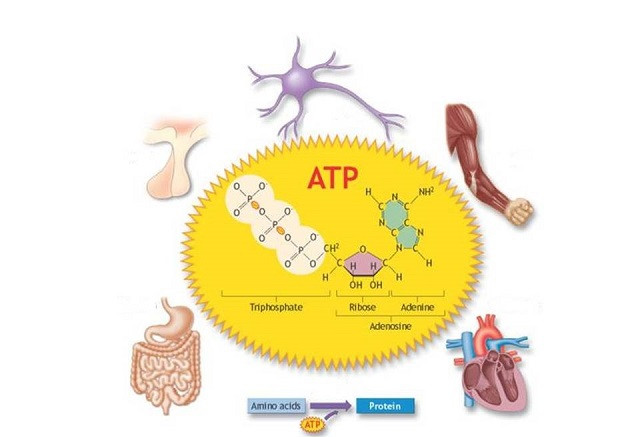 ATP là "đồng tiền năng lượng" của tế bào, cung cấp năng lượng cho các hoạt động sống như tổng hợp protein, vận chuyển và co cơ.