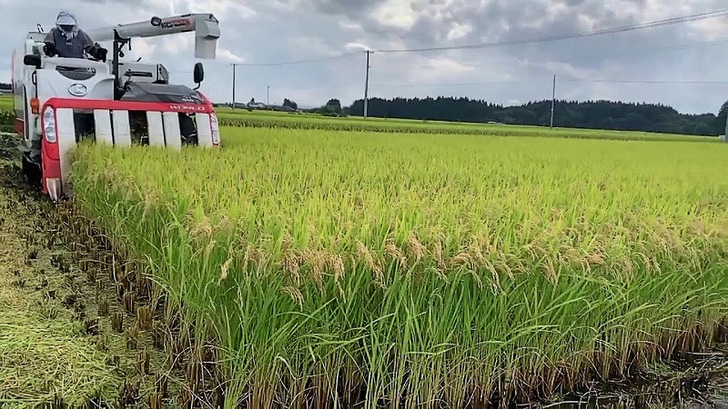 Ruộng bậc thang - Nét đặc trưng của nông nghiệp Việt Nam