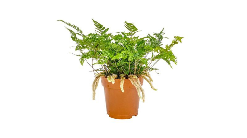 Dương xỉ chân thỏ