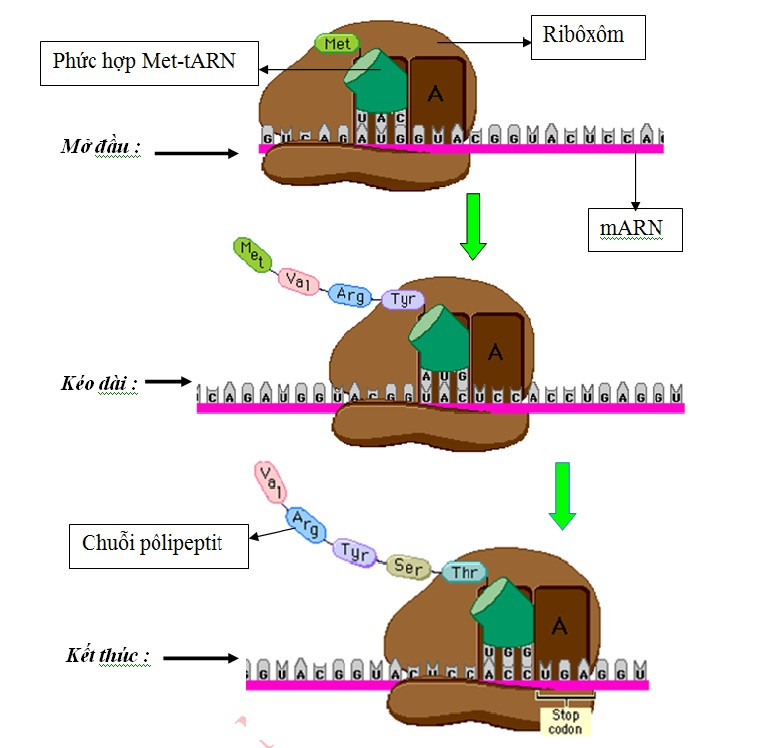 Giai đoạn tổng hợp chuỗi polipeptit trong dịch mã - minh họa ribosome trượt trên mRNA và tRNA mang axit amin