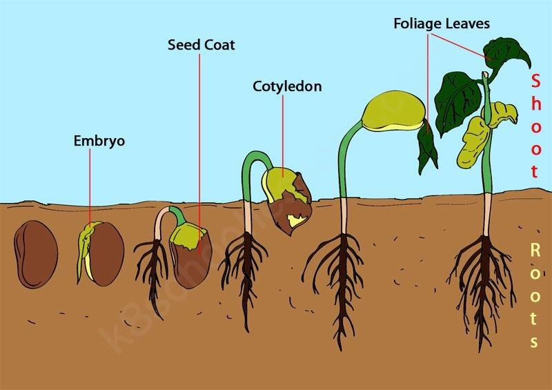 các loại đèn trồng cây