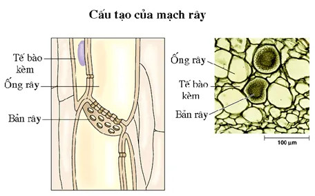 Cấu tạo tế bào mạch rây: Ống rây và tế bào kèm phối hợp nhịp nhàng để vận chuyển các chất dinh dưỡng trong cây