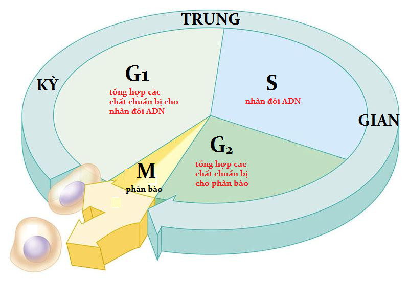 Hình ảnh minh họa chu kỳ tế bào với các giai đoạn G1, S, G2 và nguyên phân, thể hiện sự sao chép DNA và phân chia tế bào.
