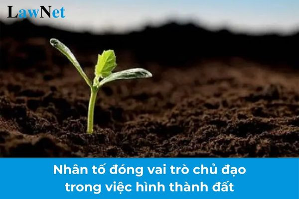 Rễ cây len lỏi vào đá, phá vỡ cấu trúc, một phần quan trọng của quá trình hình thành đất.